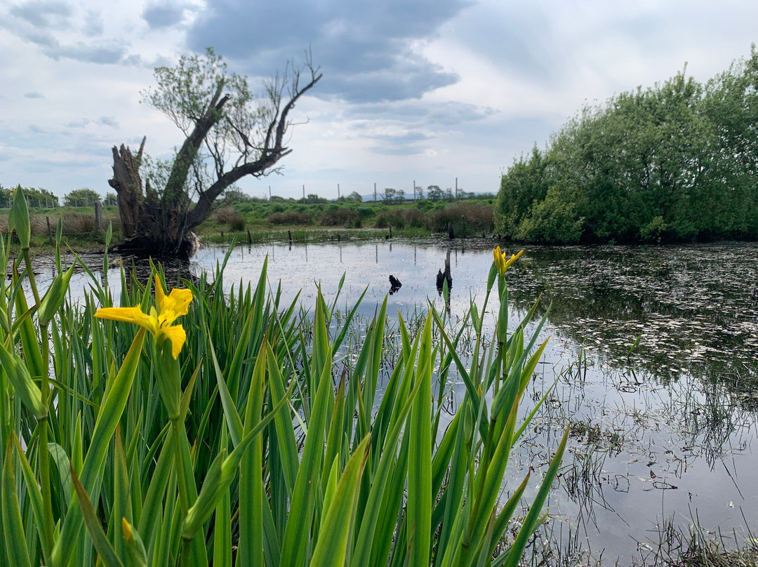 RSPB Campfield Marsh Nature Reserve-Bowness on Solway必去景点