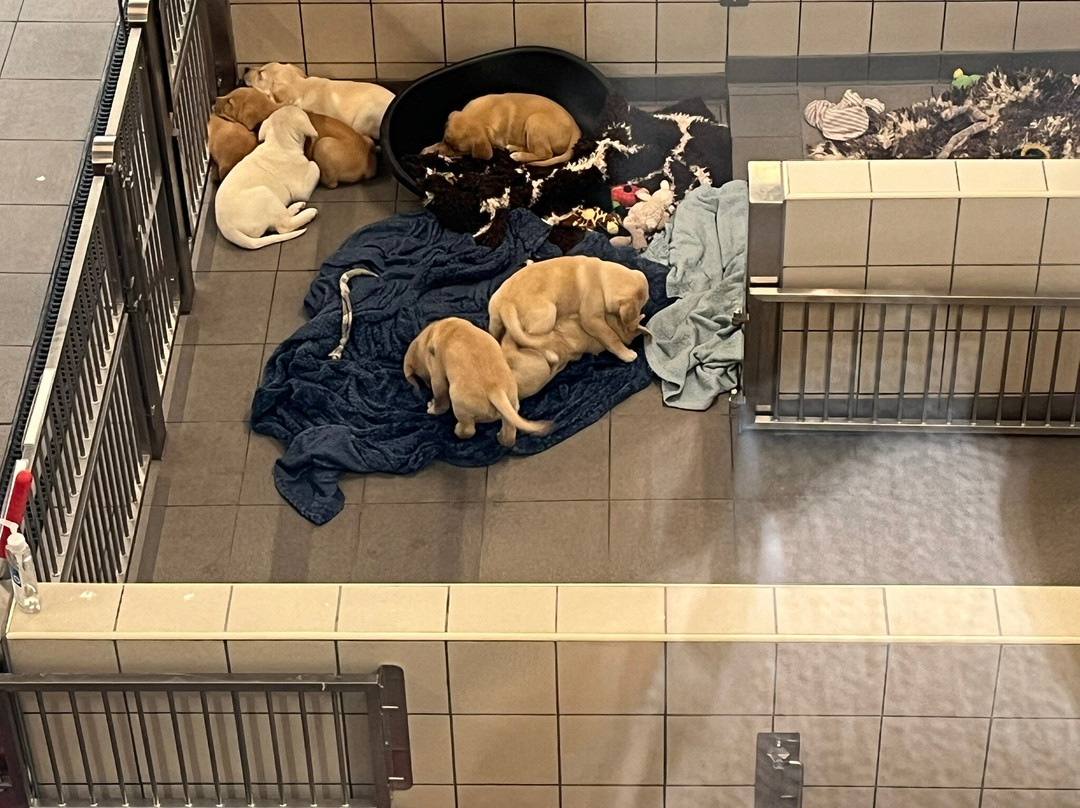 Guide Dogs - National Centre-Bishops Tachbrook必去景点