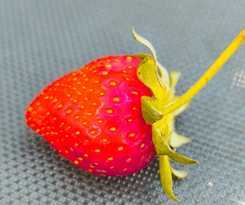 Rond-point de la Fraise