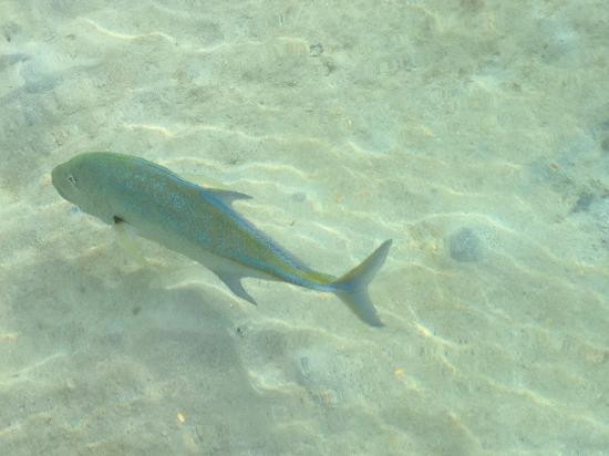 椰子岛库鲁巴度假村主图