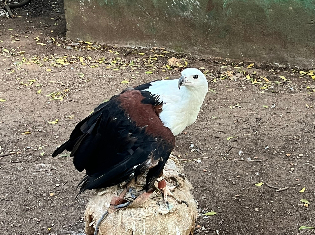 Falconry of Kenya-马林地必去景点