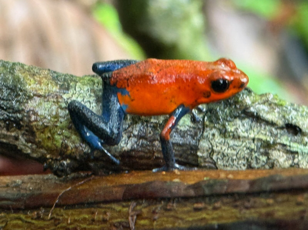 Tachiz Travel Costa Rica-Barva必去景点