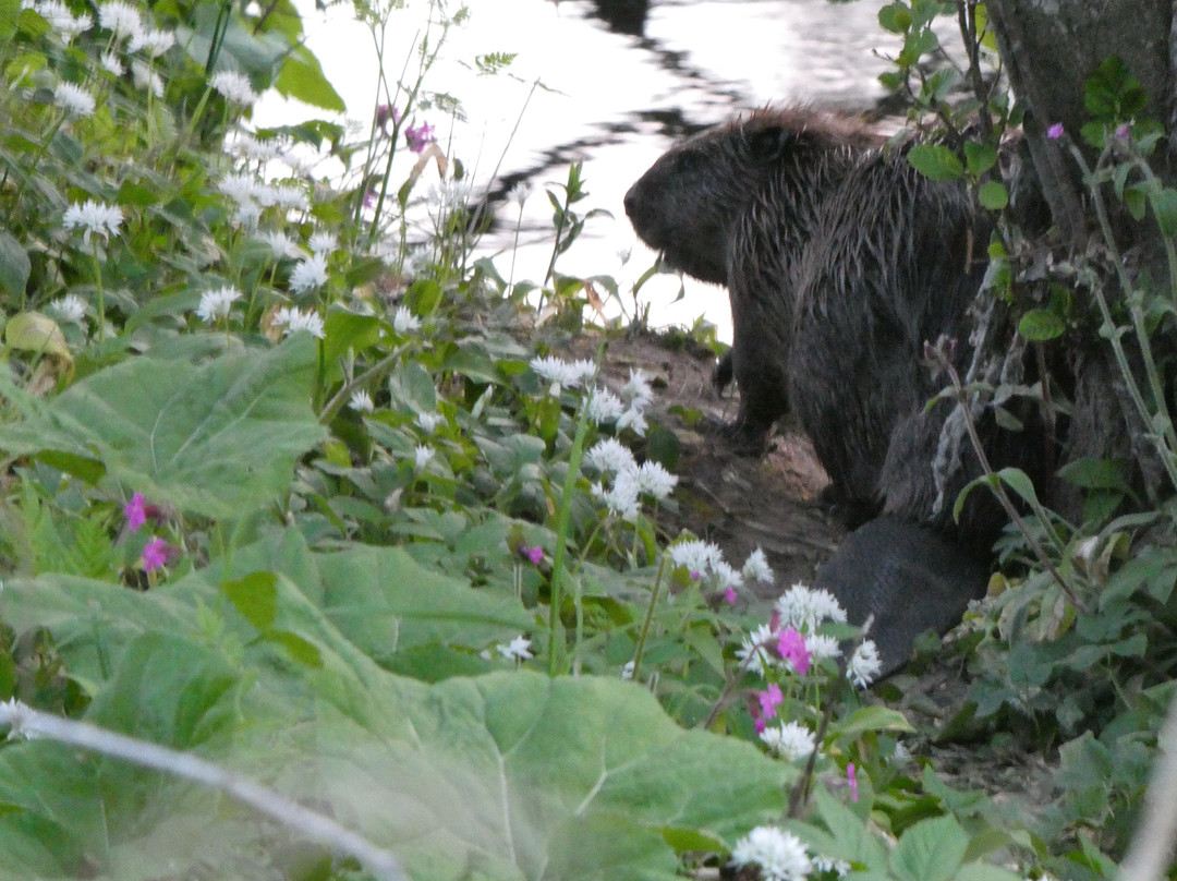 Perthshire Wildlife-Blairgowrie必去景点