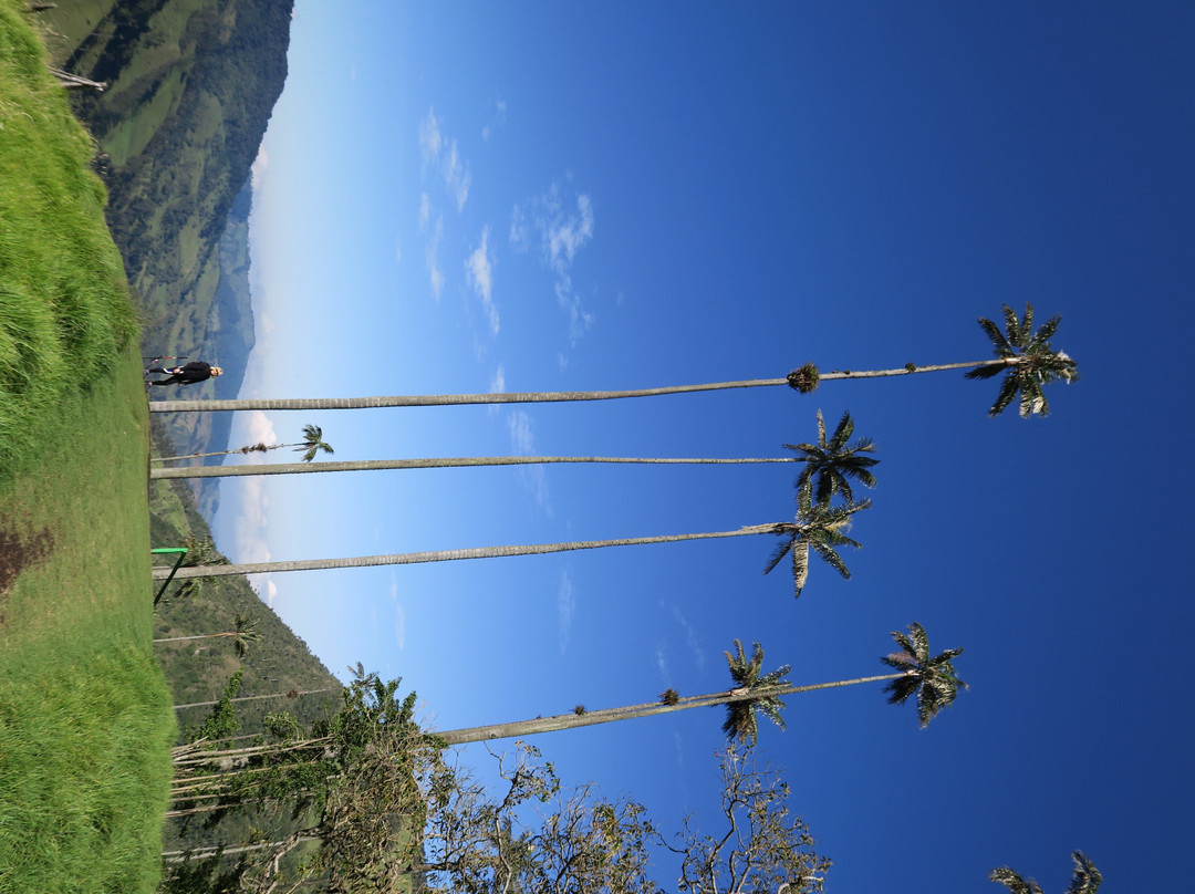 Valle del Cocora-萨伦托必去景点
