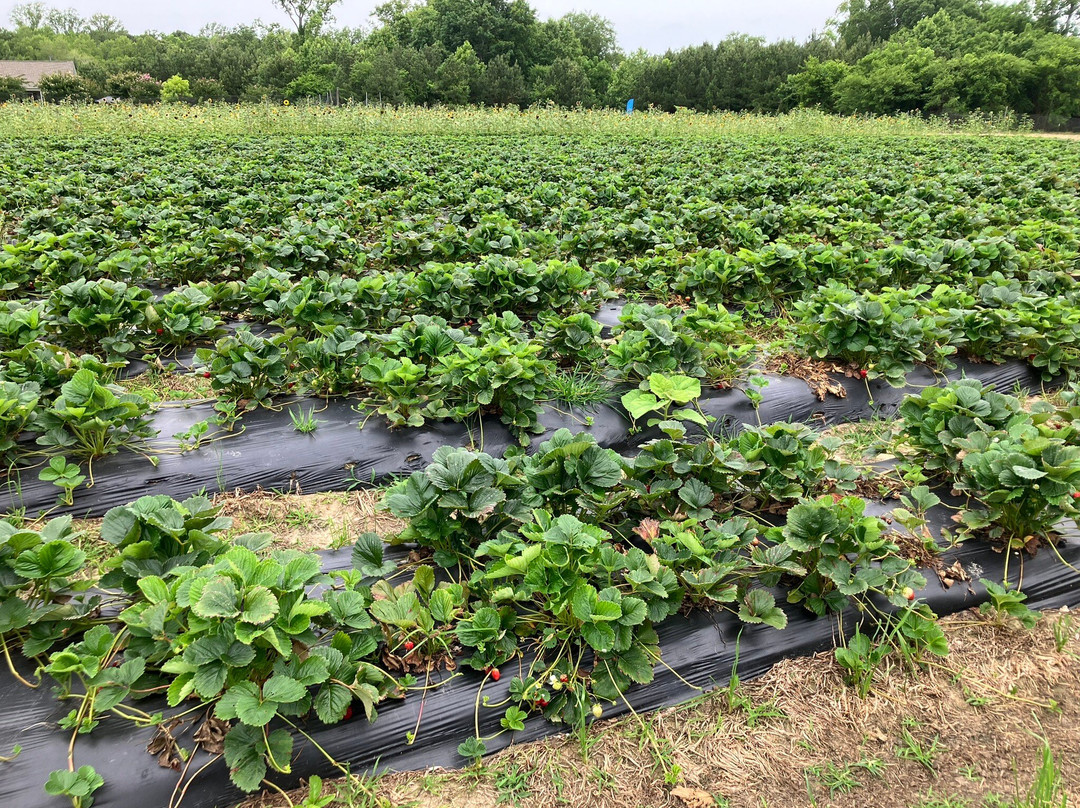 Browder's Fresh Pickins-Smithfield必去景点