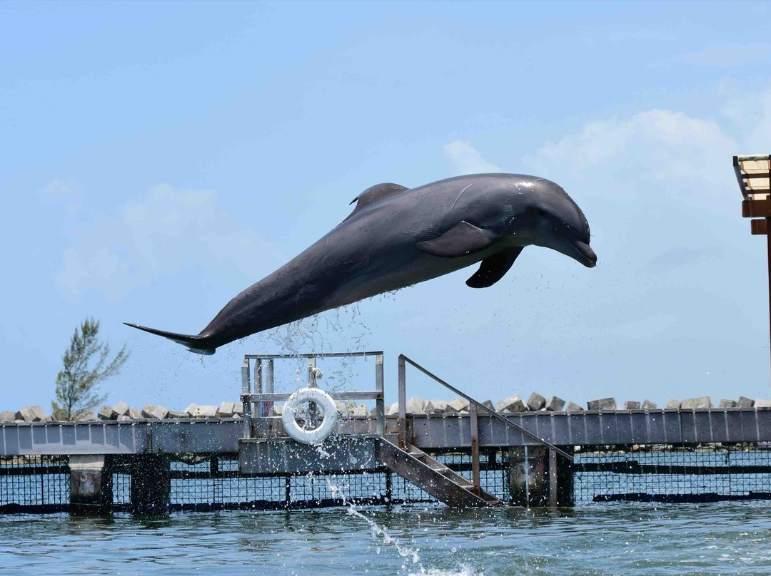 Delphinus Puerto Morelos-从莫雷洛斯港必去景点