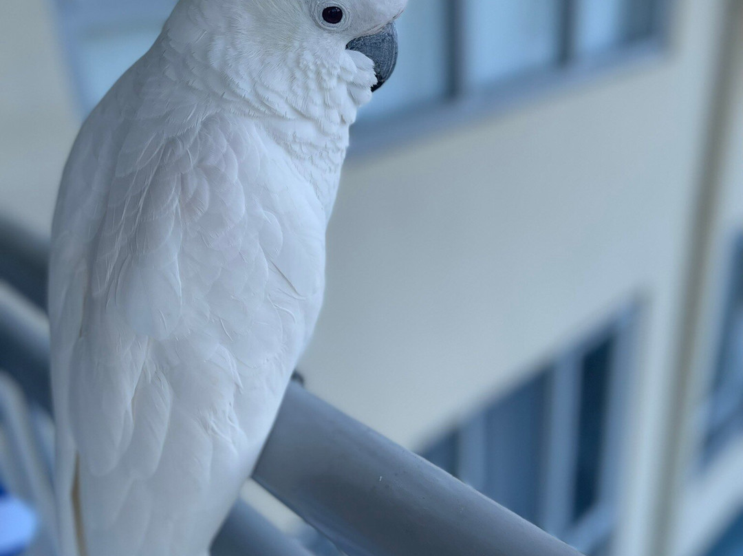 Club Wyndham Airlie Beach: The gateway to the Whitsundays!主图