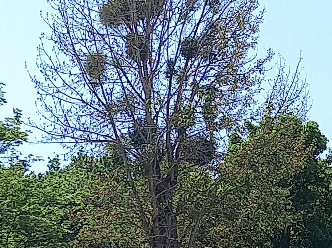 Youzhny Rest Park-加里宁格勒必去景点