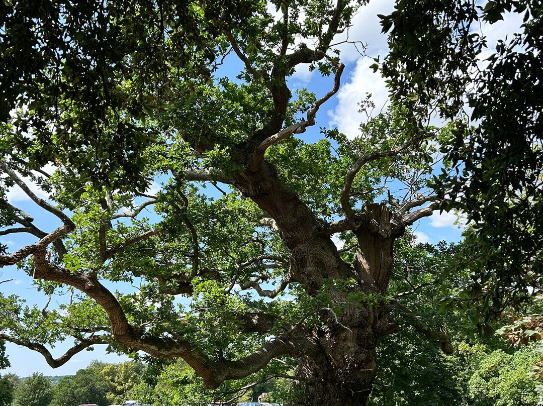Hinton Ampner House and Garden景点图片