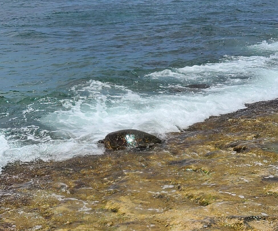 拉尼亚克雅海滩-哈雷瓦必去景点