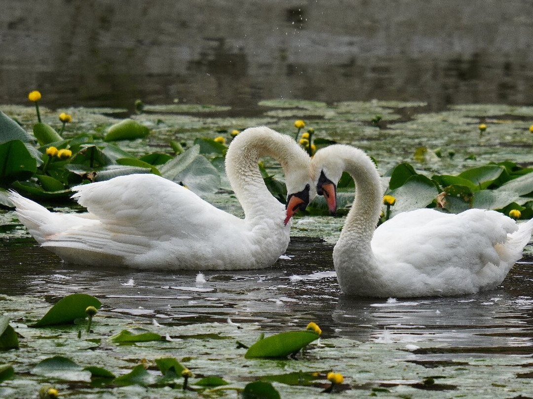 GG Wildlife Experiences Ltd-Goring-on Thames必去景点