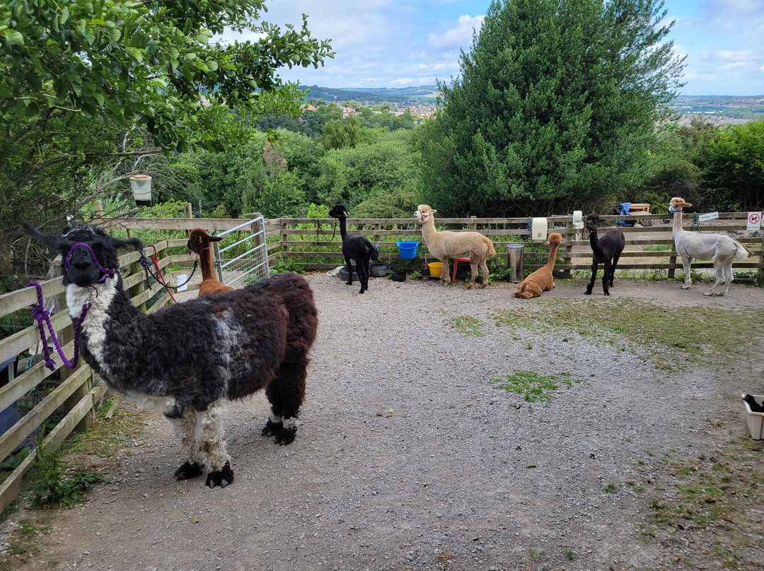 Holly Hagg Community Farm-谢菲尔德必去景点
