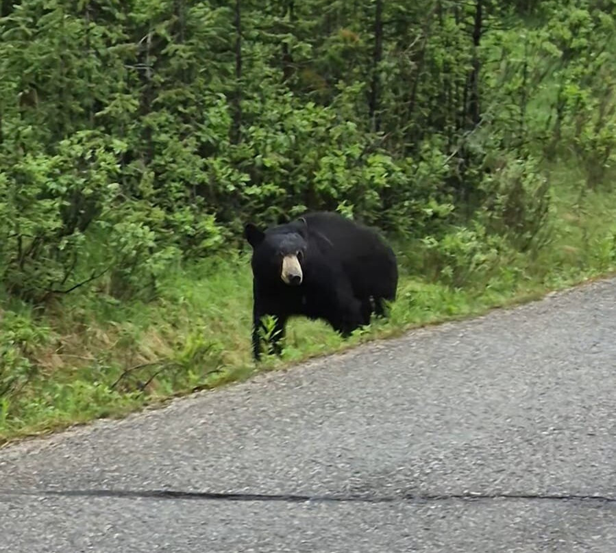 Timberwolf Tours-埃德蒙顿必去景点