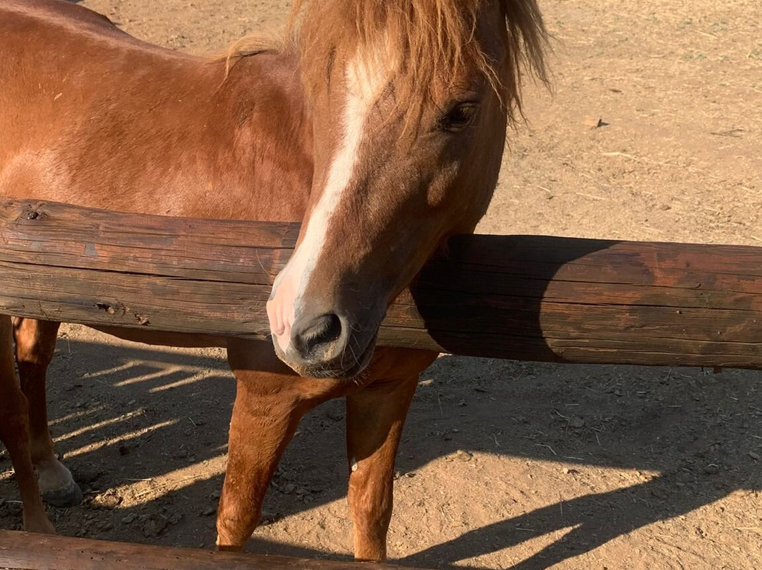 Faethon Miniature Horses Farm-Archangelos必去景点