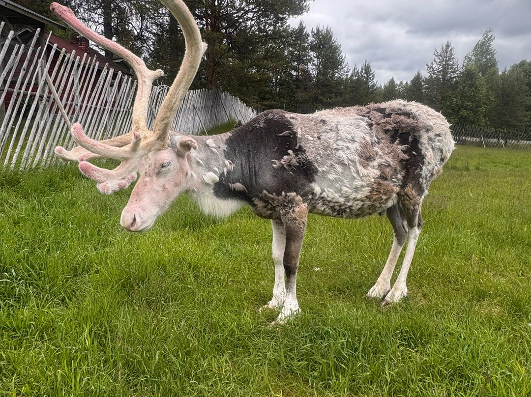 Jaakkola Reindeer Farm-Luosto必去景点