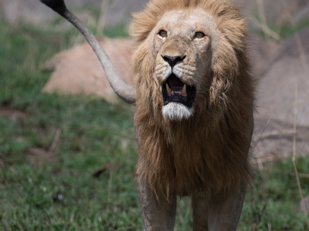 Carnivores Safaris Limited-阿鲁沙必去景点