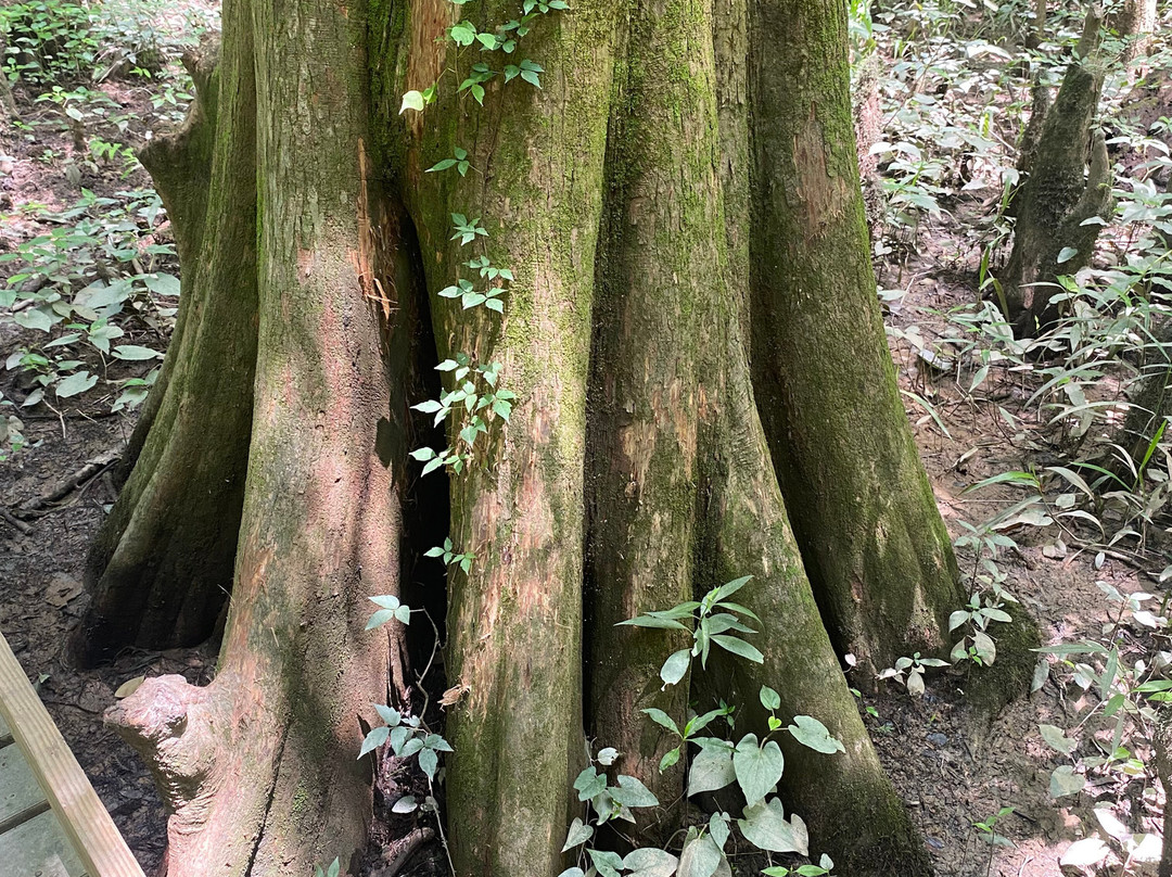 Congaree National Park-Hopkins必去景点