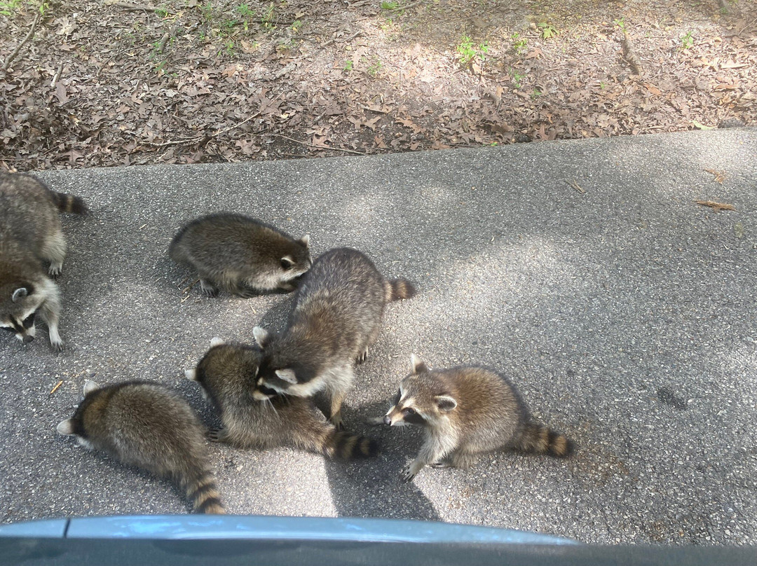 Lone Elk Park-圣路易斯必去景点