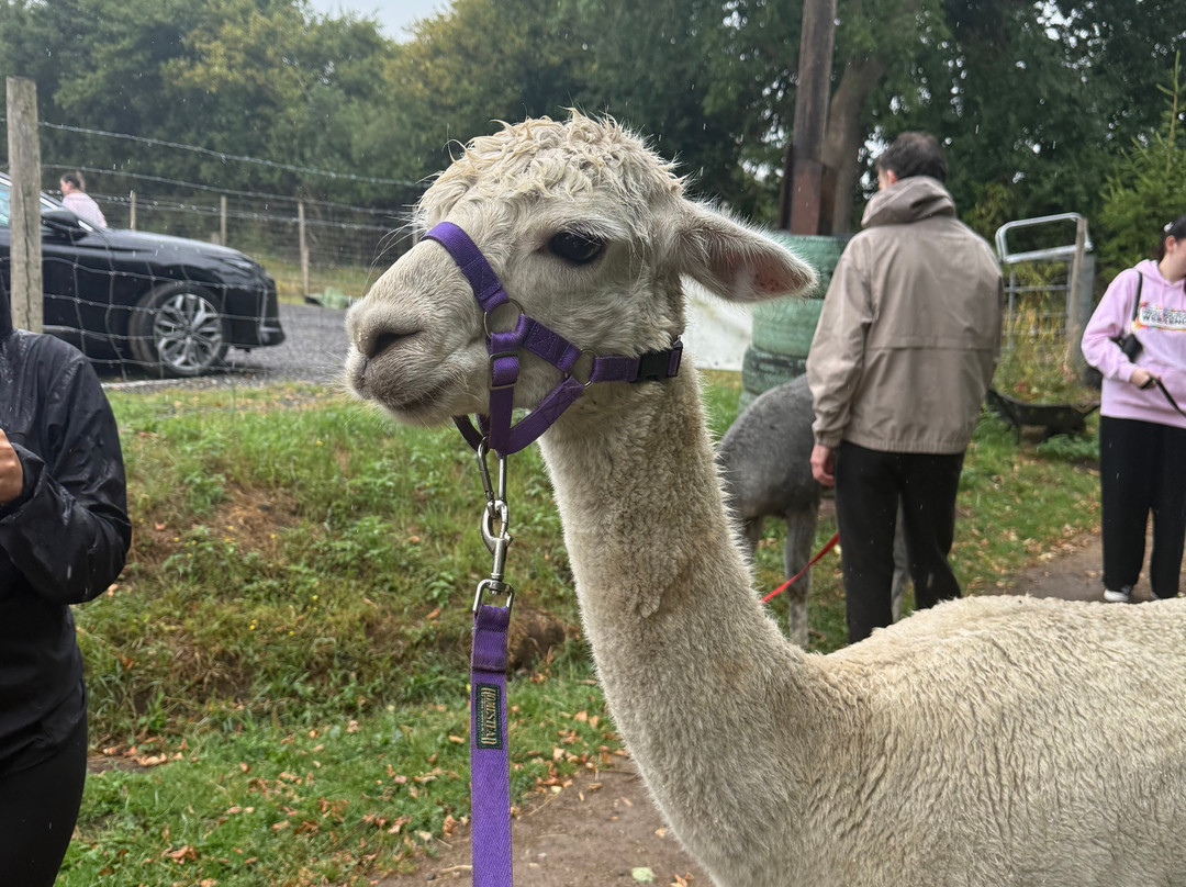 Tickhill Alpacas-Tickhill必去景点