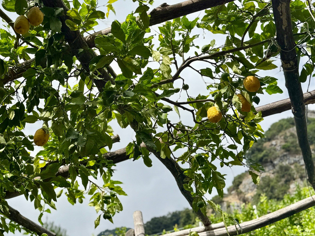 Amalfi Lemon Experience-阿马尔菲必去景点