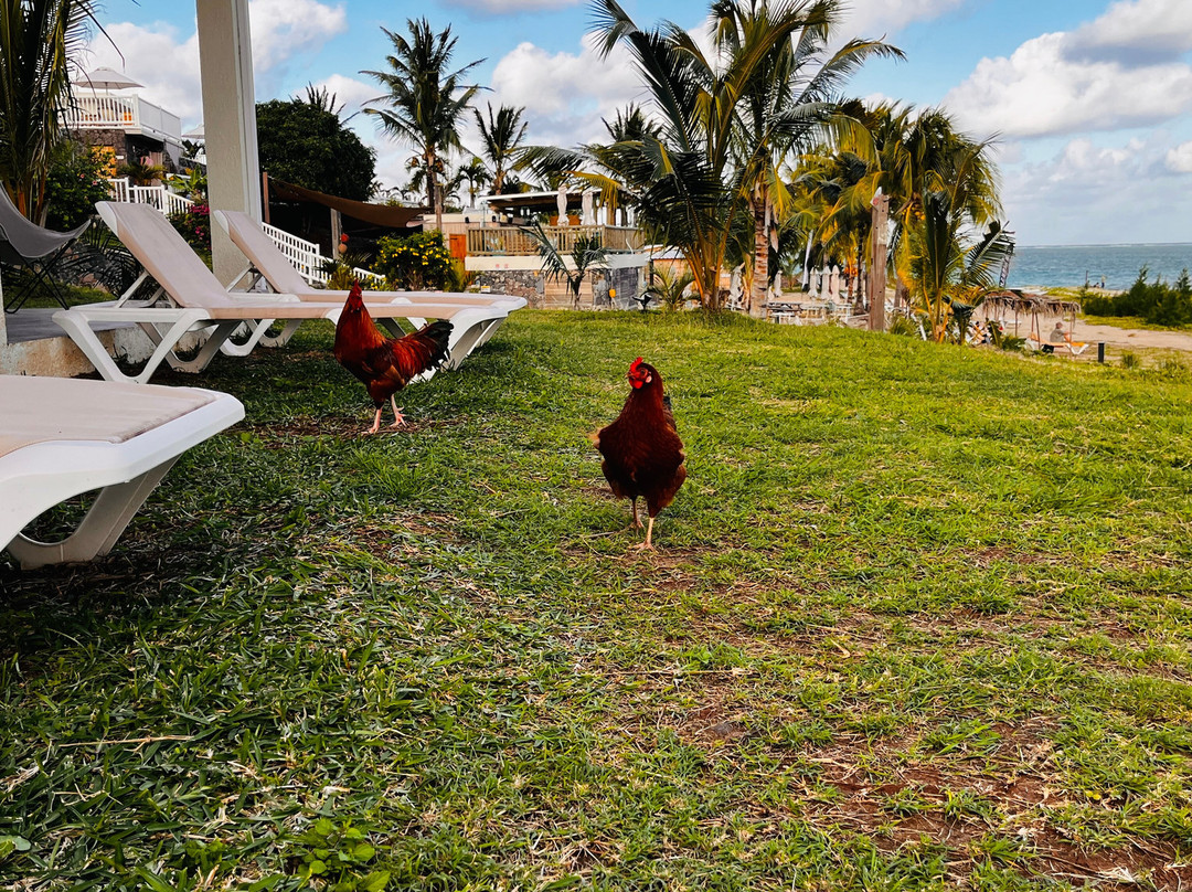 C Rodrigues Mourouk主图