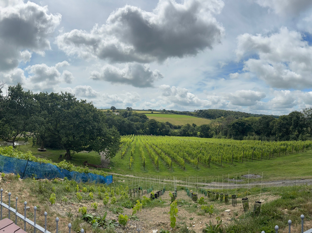 Velfrey Vineyard-Lampeter Velfrey必去景点