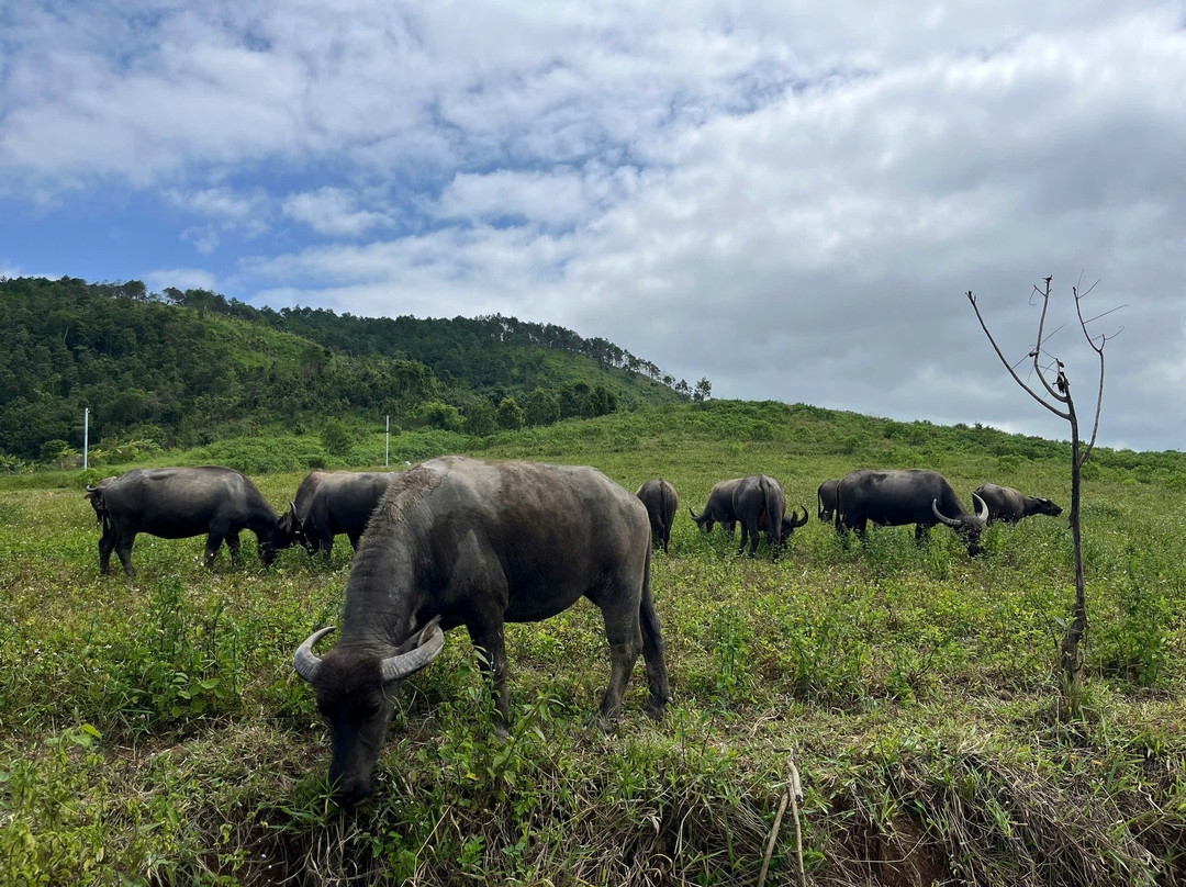 Viet Action Tours-大勒必去景点