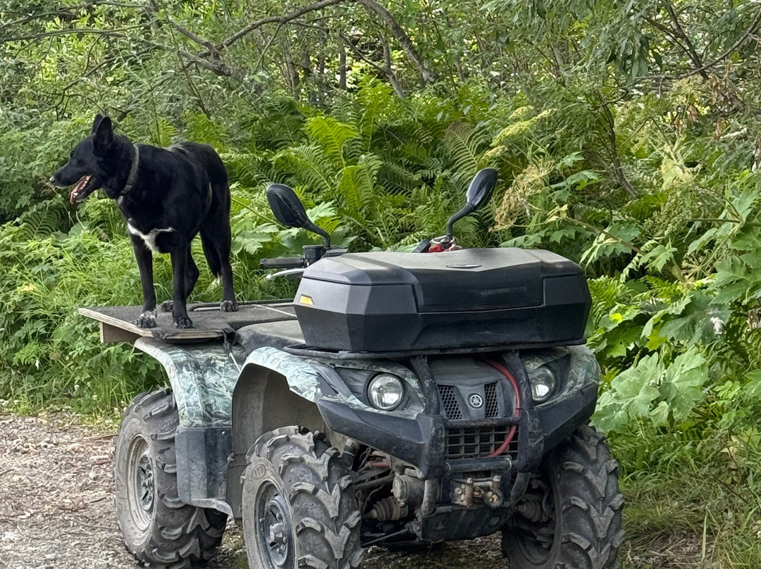 Alaska Wilderness Adventure - Talkeetna Atv Tours-塔尔基特纳必去景点