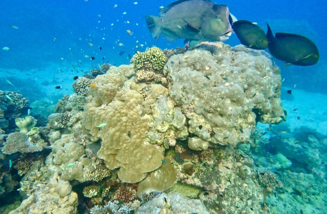 Reef Encounter-凯恩斯必去景点