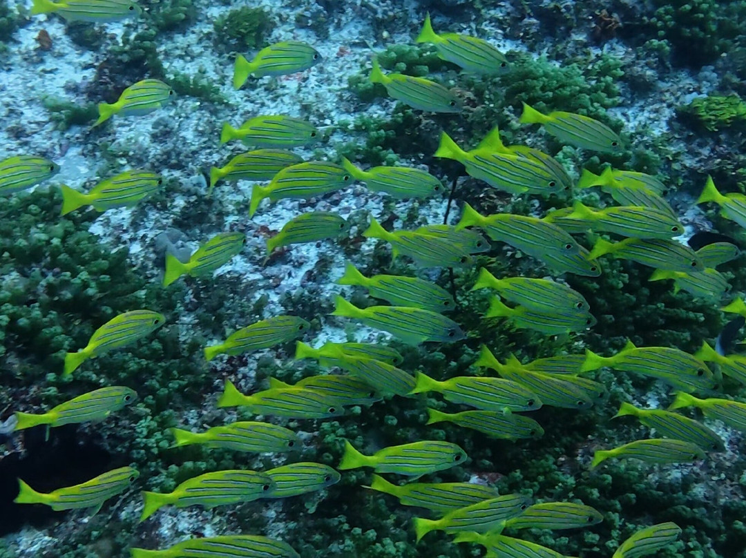 Buccaneer Diving-帕杰必去景点