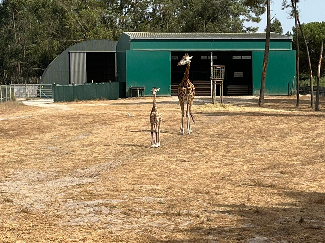 Badoca Safari Park-Santiago do Cacem必去景点