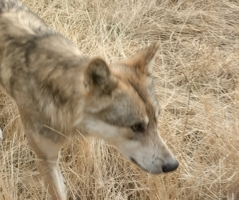 Les Loups du Gevaudan-Saint-Leger-de-Peyre必去景点