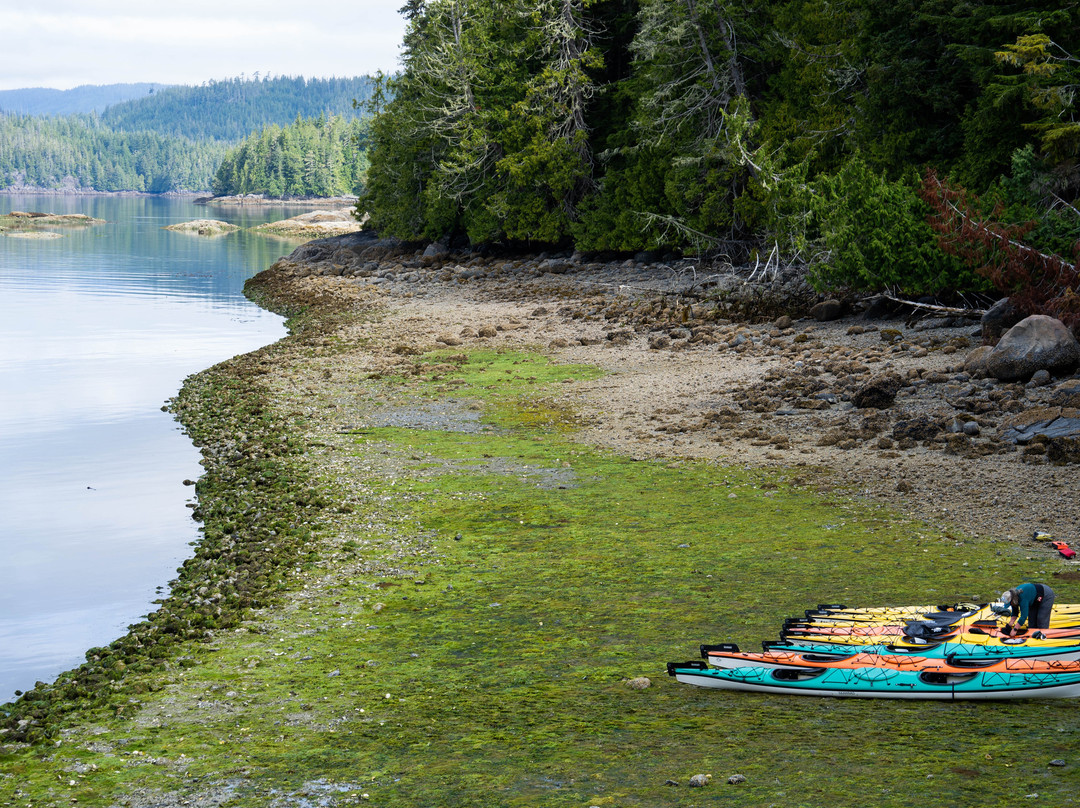Kingfisher Wilderness Adventures-Port McNeill必去景点