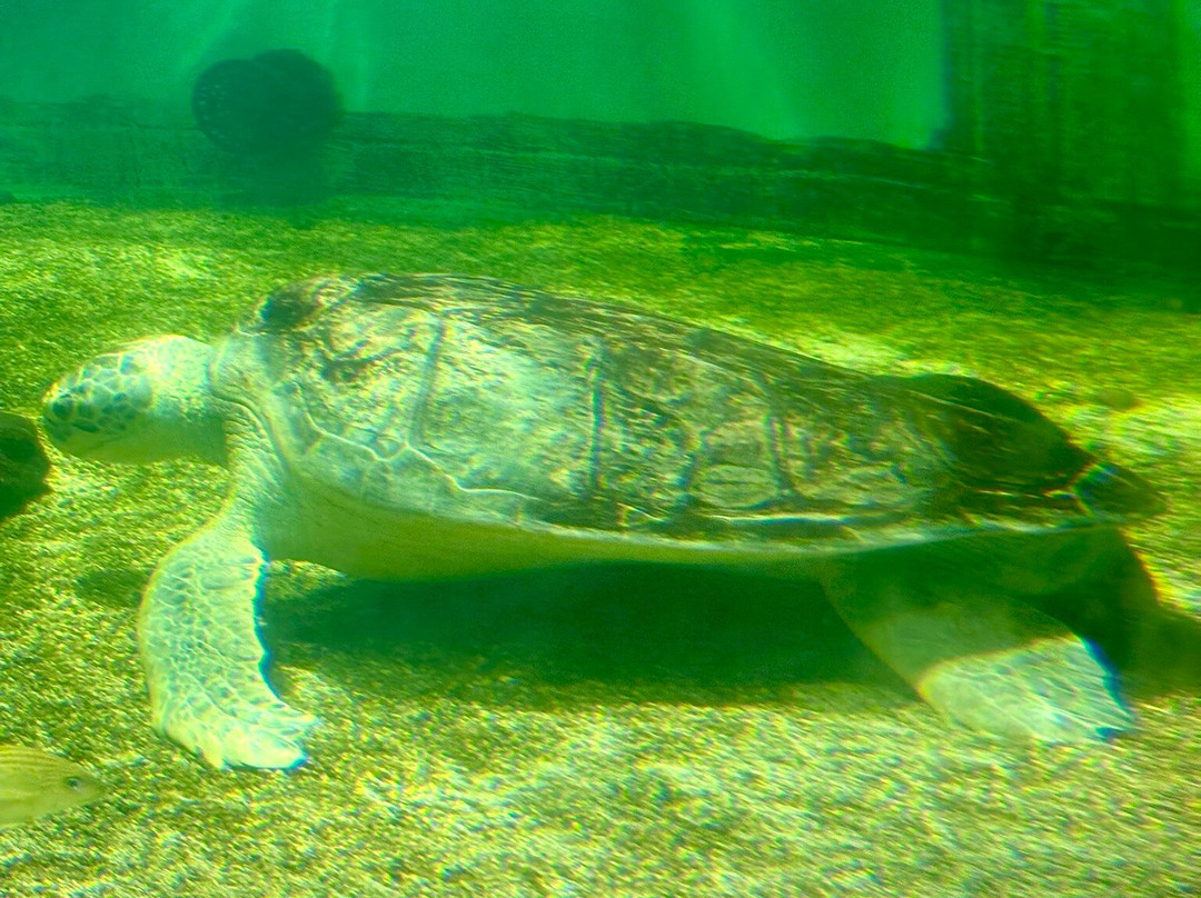 Sea Turtle, Inc.-南帕诸岛必去景点