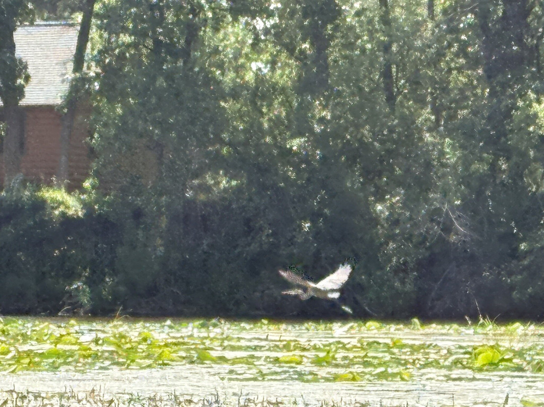 Wild Side Kayak Tours-Thief River Falls必去景点