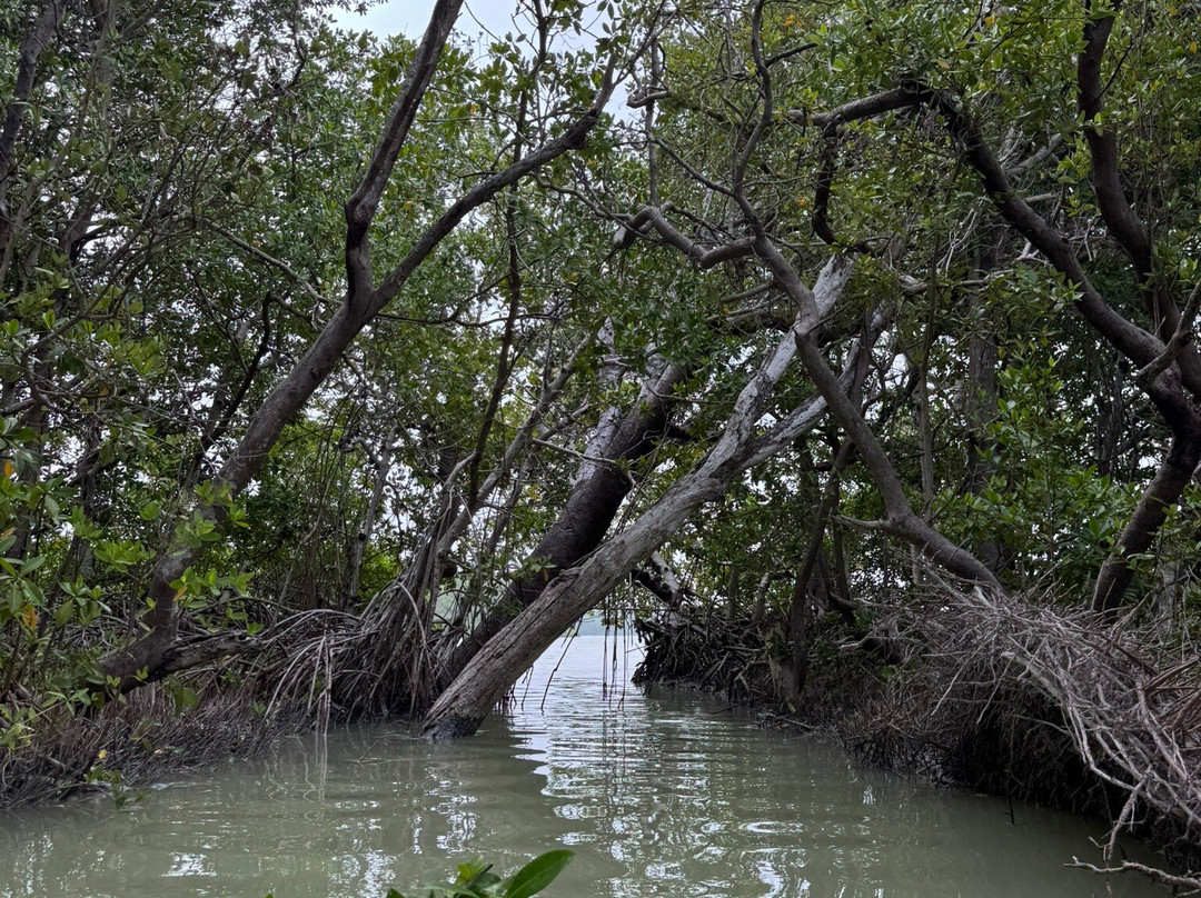 Guardianes De Los Manglares De Dzinintún-塞莱斯顿必去景点