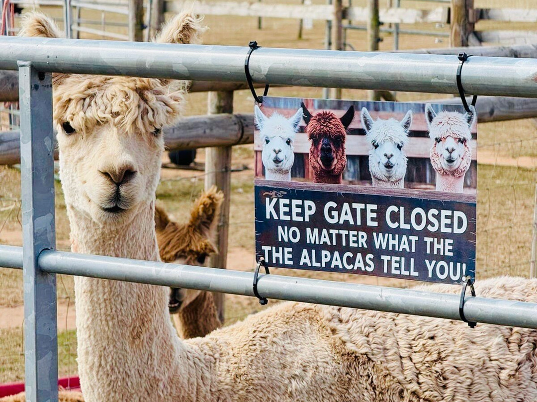Severn Valley Alpacas-Bridgnorth必去景点