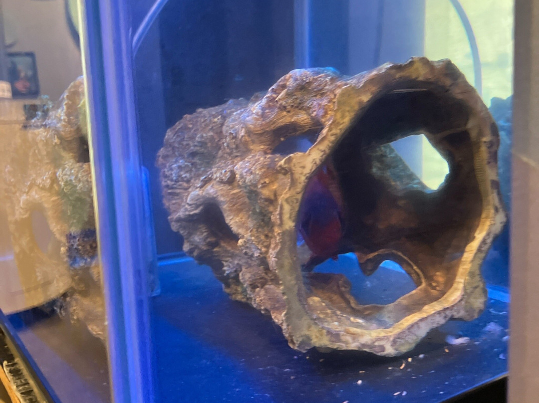 Deep Water Museum-烧津市必去景点