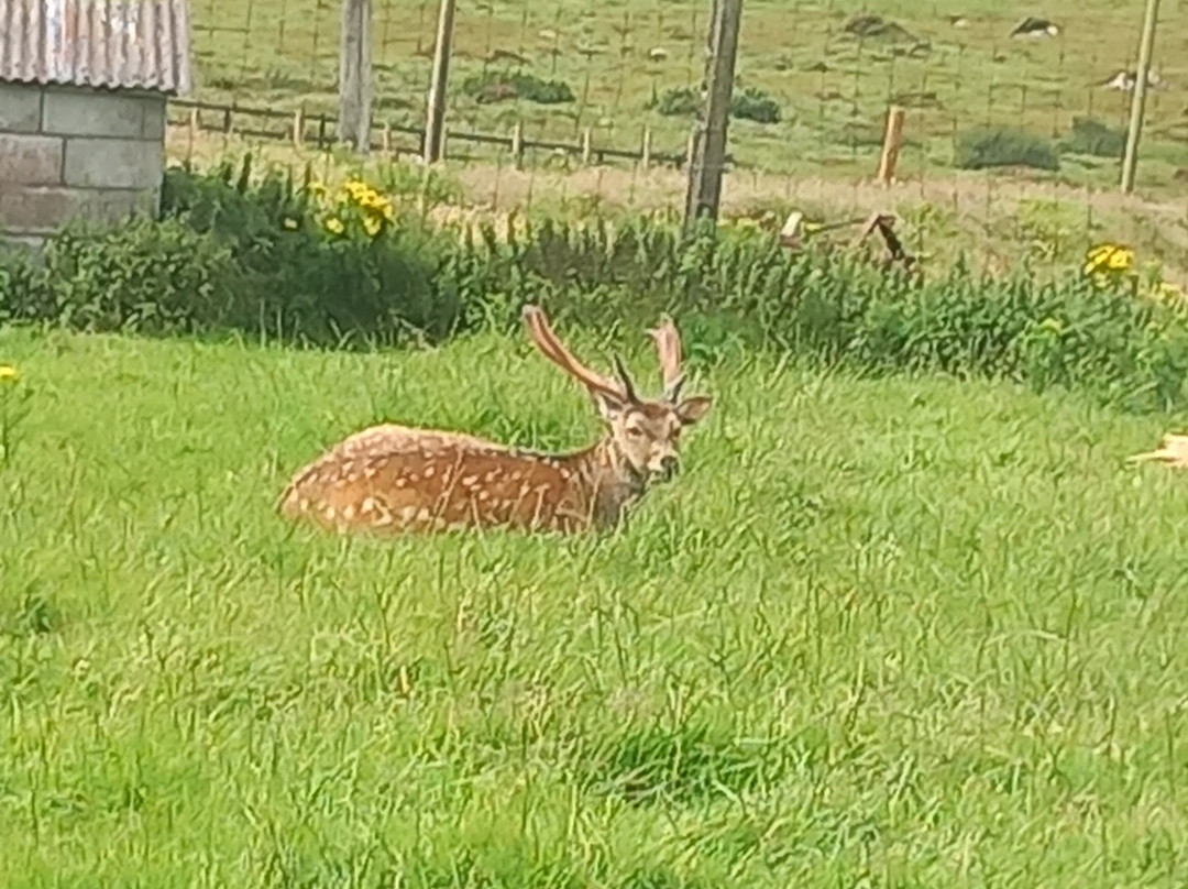 Wild Atlantic Wildlife Park-丁格尔必去景点