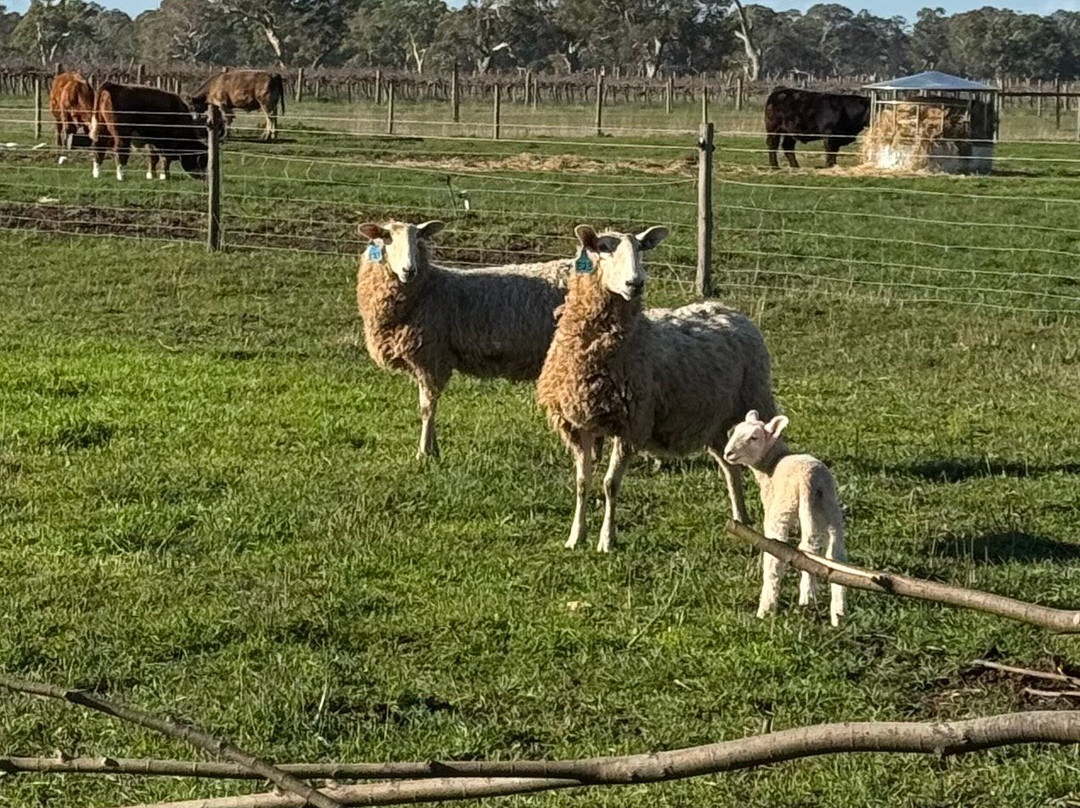 A Must At Coonawarra主图