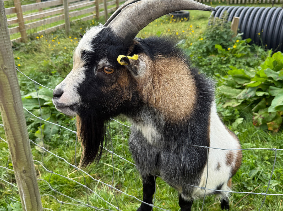 Caithness Animal Farm Park-Lybster必去景点