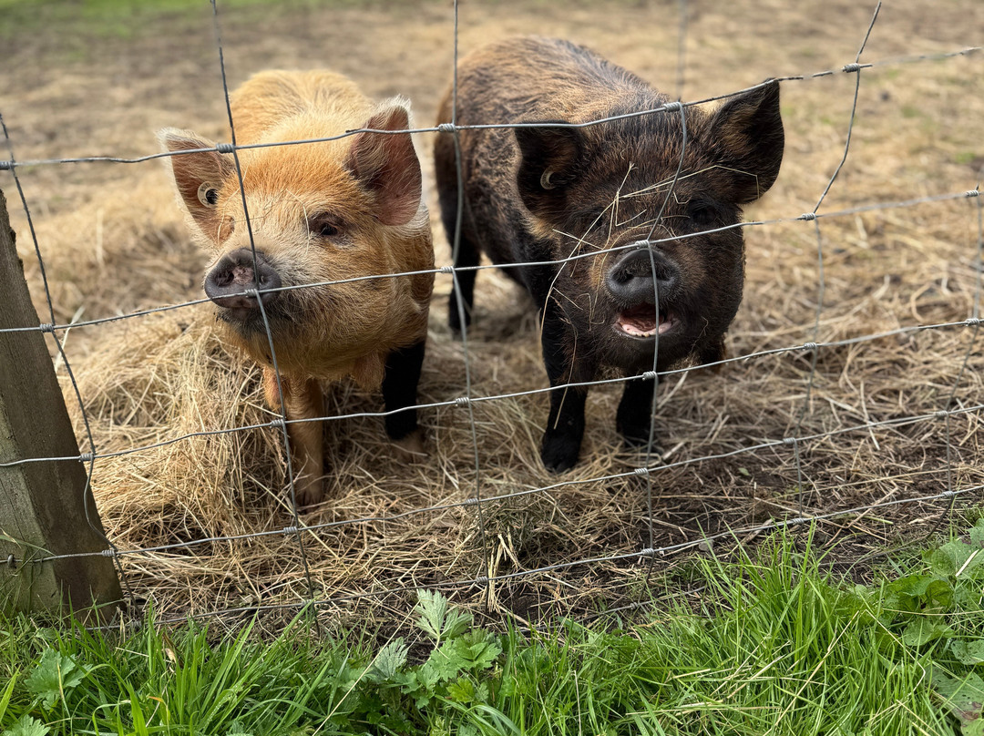 Caithness Animal Farm Park-Lybster必去景点