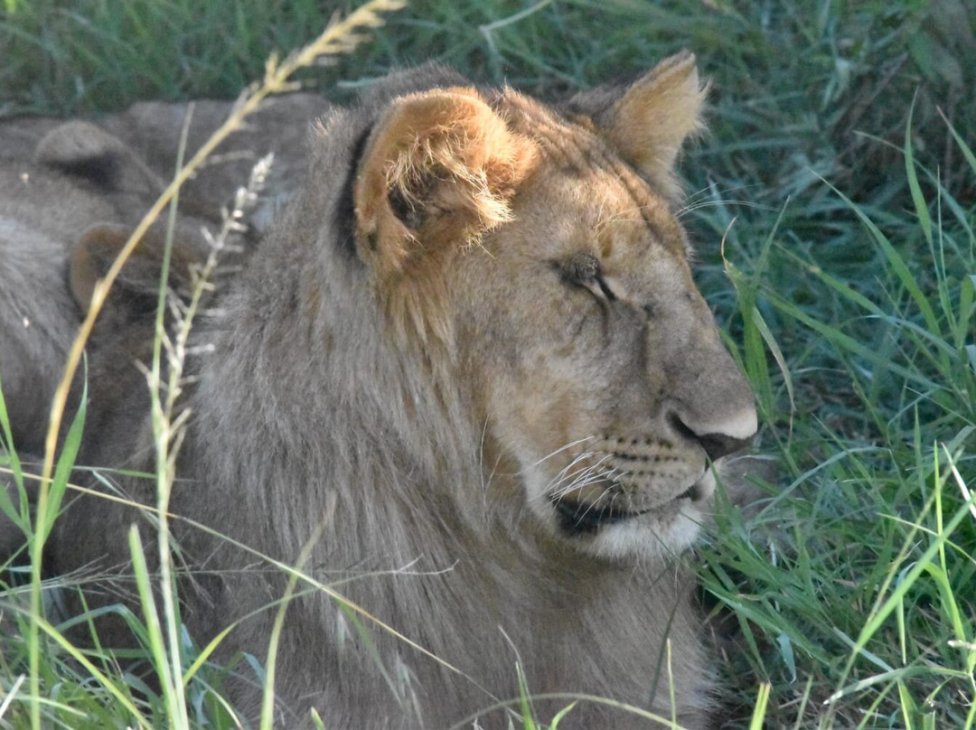 Mamistravel Safaris-蒙巴萨必去景点