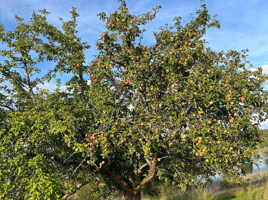 Sahlstromsgarden Hotel主图