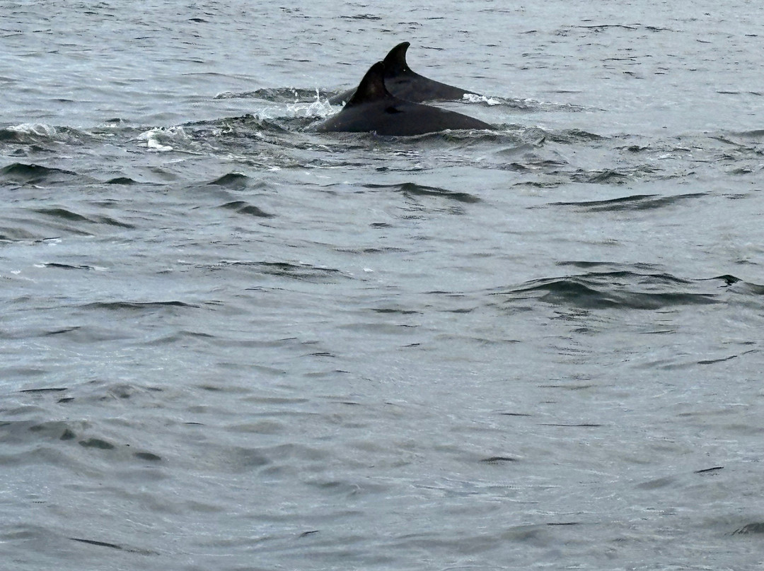 Dolphin Spirit Inverness-因弗内斯必去景点