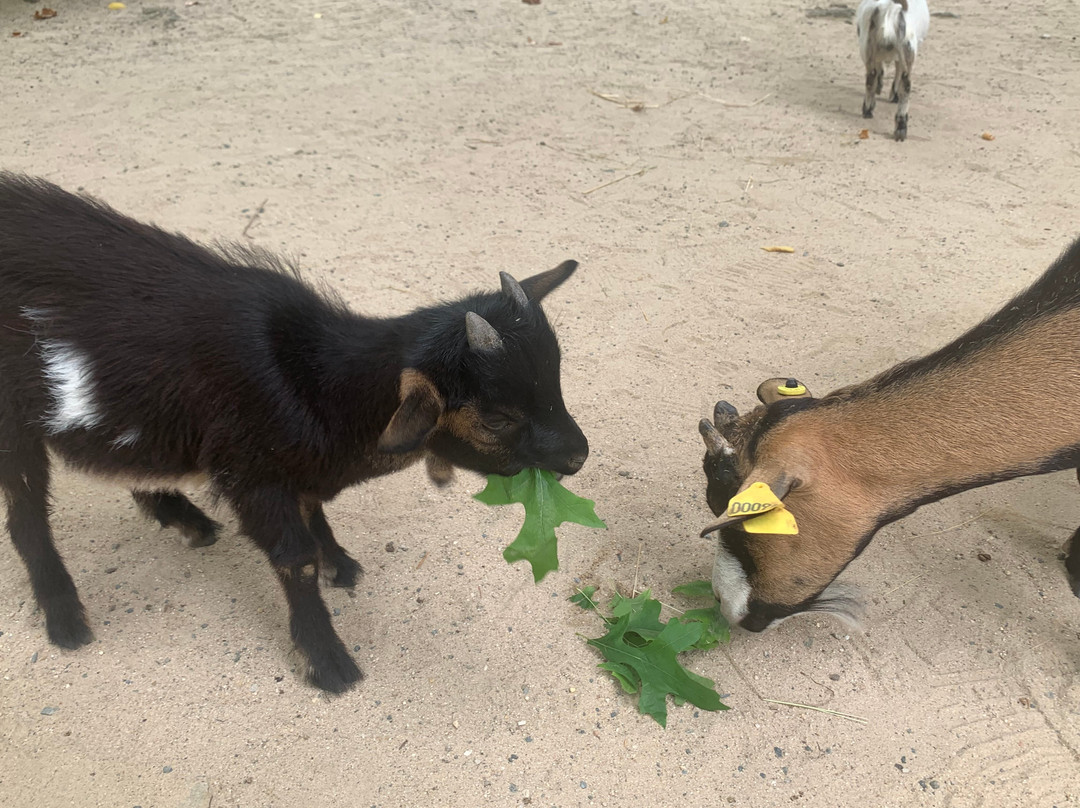 Natur'zoo de Mervent-Mervent必去景点