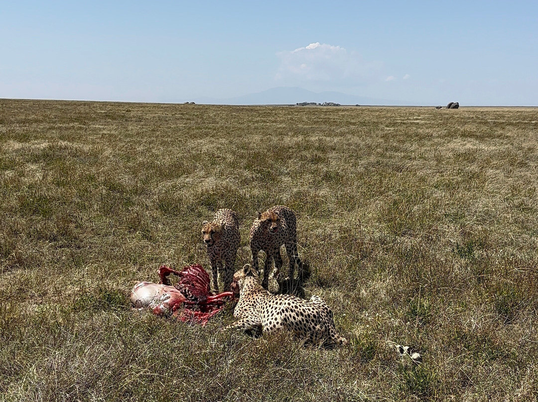 Trip Quest Safaris-阿鲁沙必去景点