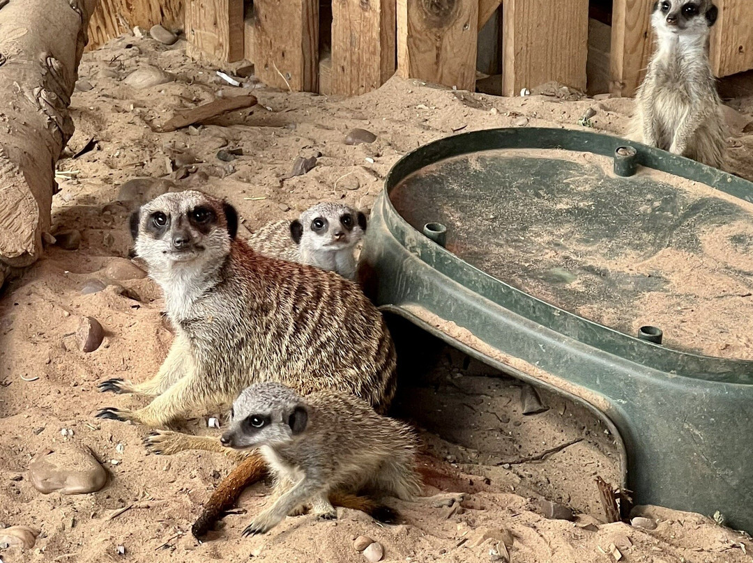 Burntwood Alpaca and Animal Experience-Burntwood必去景点