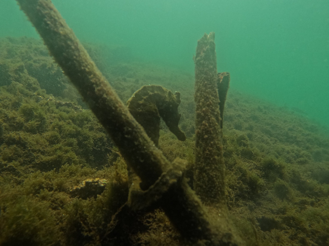 Las Tintoreras-维里亚米尔港必去景点