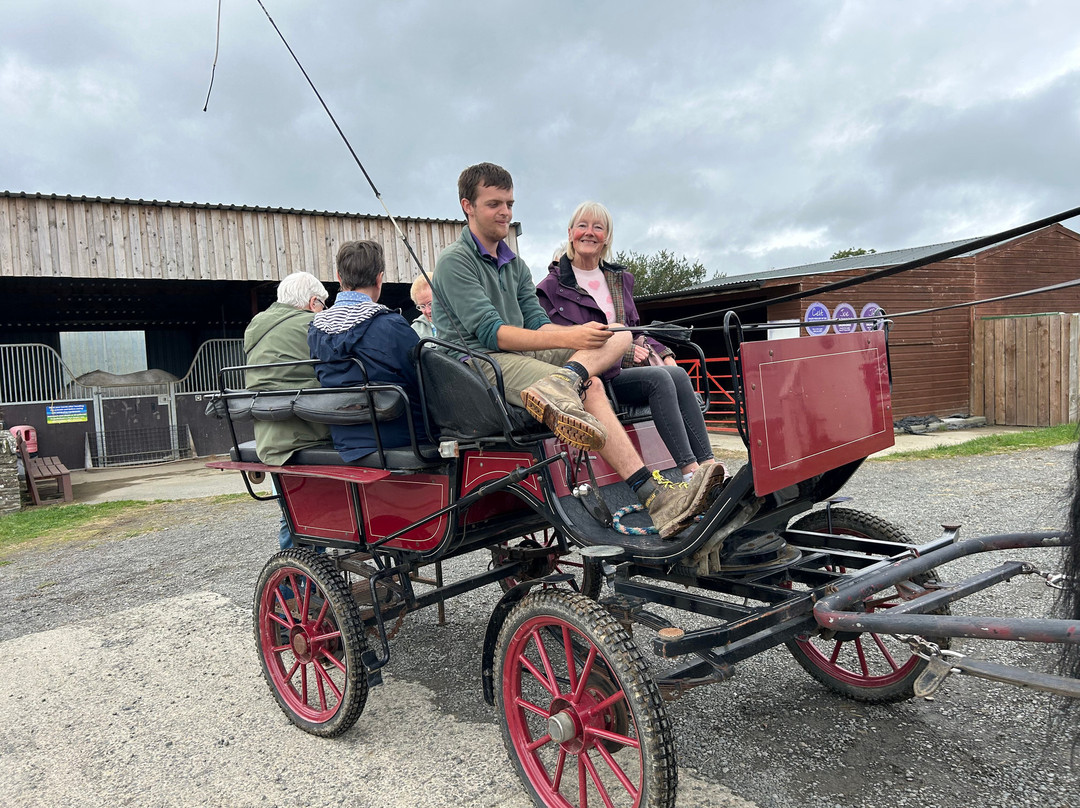Dyfed Shire Horse Farm-Eglwyswrw必去景点